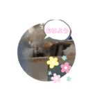 はむちゃんスタンプ♡（個別スタンプ：7）