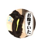 あじ丸スタンプ2（個別スタンプ：14）