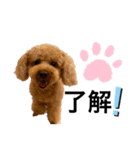トイプー♪（個別スタンプ：2）