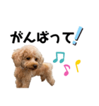 トイプー♪（個別スタンプ：7）