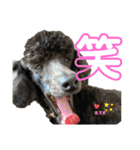 仁と礼 トイプードル兄弟40（個別スタンプ：4）
