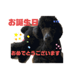 仁と礼 トイプードル兄弟40（個別スタンプ：5）
