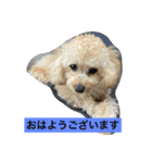 仁と礼 トイプードル兄弟40（個別スタンプ：40）