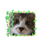 ねこちゃん2(=^・^=)（個別スタンプ：3）