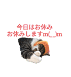 ねこちゃん2(=^・^=)（個別スタンプ：7）
