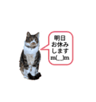 ねこちゃん2(=^・^=)（個別スタンプ：8）
