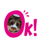 ねこちゃん2(=^・^=)（個別スタンプ：9）