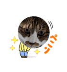 ねこちゃん2(=^・^=)（個別スタンプ：13）