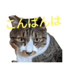ねこちゃん2(=^・^=)（個別スタンプ：15）