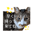 ねこちゃん2(=^・^=)（個別スタンプ：16）