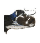 バイクと犬好きのスタンプno1（個別スタンプ：3）