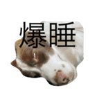 バイクと犬好きのスタンプno1（個別スタンプ：10）
