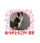 バイクと犬好きのスタンプno1（個別スタンプ：11）
