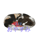 バイクと犬好きのスタンプno1（個別スタンプ：16）