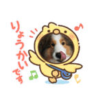 バイクと犬好きのスタンプno1（個別スタンプ：19）