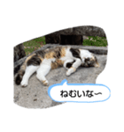 猫の、ミッポとみっけ（個別スタンプ：7）