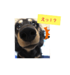 クロマメの日常（個別スタンプ：1）