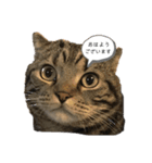 可愛いベルくん（個別スタンプ：3）