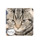 可愛いベルくん（個別スタンプ：5）