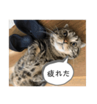 可愛いベルくん（個別スタンプ：7）