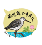 鳥スタンプ【敬語・丁寧語】（個別スタンプ：1）