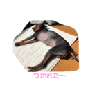 ティナの休日（個別スタンプ：4）