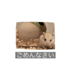 日常使い 敬語（個別スタンプ：1）
