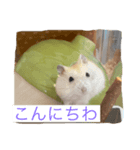 日常使い 敬語（個別スタンプ：5）