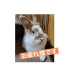 うさぎ（ぺーくん）♂（個別スタンプ：1）
