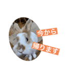 うさぎ（ぺーくん）♂（個別スタンプ：2）