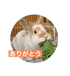 うさぎ（ぺーくん）♂（個別スタンプ：3）