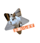 うさぎ（ぺーくん）♂（個別スタンプ：5）