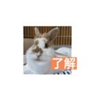 うさぎ（ぺーくん）♂（個別スタンプ：7）