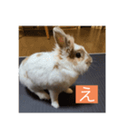 うさぎ（ぺーくん）♂（個別スタンプ：8）