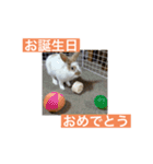 うさぎ（ぺーくん）♂（個別スタンプ：9）