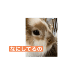 うさぎ（ぺーくん）♂（個別スタンプ：10）