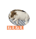 うさぎ（ぺーくん）♂（個別スタンプ：11）