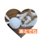 うさぎ（ぺーくん）♂（個別スタンプ：13）