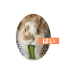 うさぎ（ぺーくん）♂（個別スタンプ：14）
