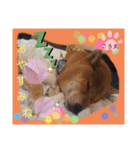 ころ太とたまには仲間スタンプ（個別スタンプ：1）