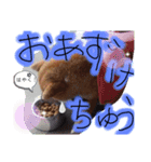 ころ太とたまには仲間スタンプ（個別スタンプ：2）