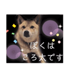 ころ太とたまには仲間スタンプ（個別スタンプ：3）