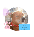 ころ太とたまには仲間スタンプ（個別スタンプ：4）