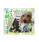 ころ太とたまには仲間スタンプ（個別スタンプ：5）