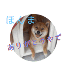ころ太とたまには仲間スタンプ（個別スタンプ：8）