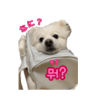 トトちゃんの韓国語スタンプ（個別スタンプ：4）