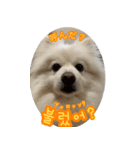 トトちゃんの韓国語スタンプ（個別スタンプ：5）