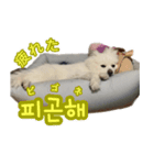 トトちゃんの韓国語スタンプ（個別スタンプ：6）