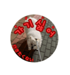 トトちゃんの韓国語スタンプ（個別スタンプ：7）