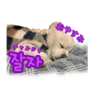 トトちゃんの韓国語スタンプ（個別スタンプ：8）